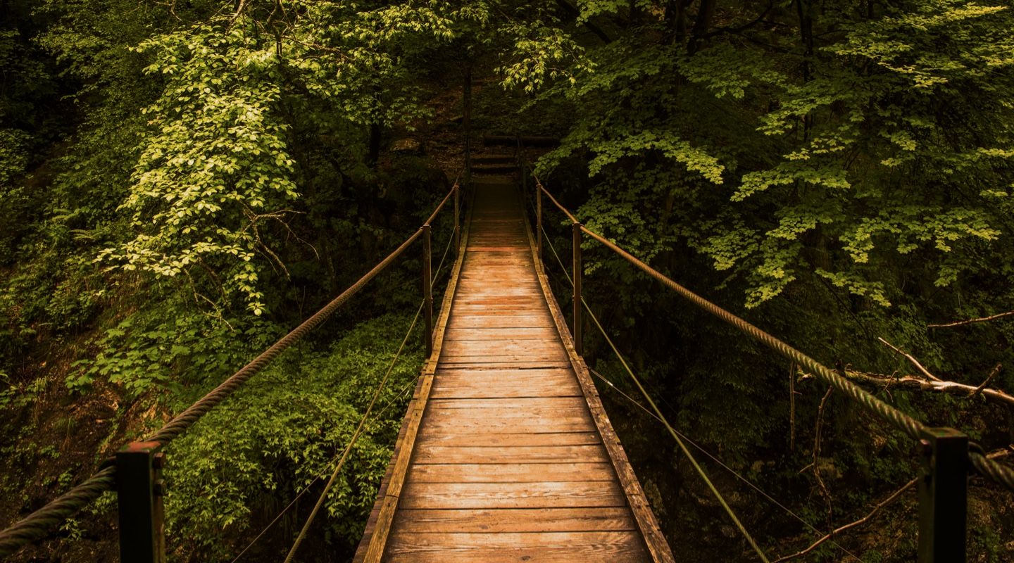 Suspension bridge in forest
